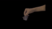 PONDband pond grapes rockandroll ponderers GIF