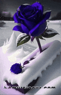 Rosa Dia GIF by Murcianys LLC