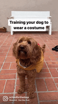 Dogs Puppy GIF by SchoolForTheDogs