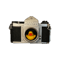 Croix37 duck ahiru japan duck Sticker
