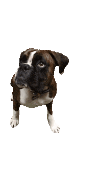 Boxer Sticker by ccvnola