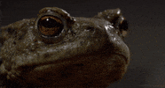 common toad GIF by Head Like an Orange