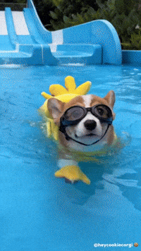 Puppy Corgi GIF