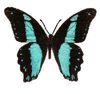 butterfly STICKER