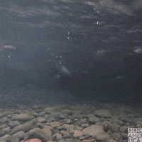 Bbc Earth Swimming GIF by BBC America