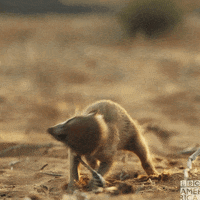 Bbc Earth Jump GIF by BBC America
