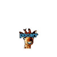 Pocarrlatina Sticker by Pocarr Latina Poker Team