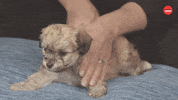 Dogs Puppy GIF by BuzzFeed