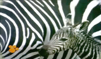 Zebra GIF