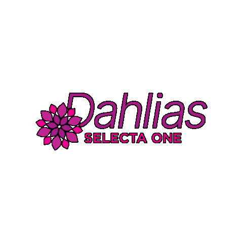 Dahlia Sticker by Ball Horticultural Co