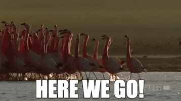 ForwardMadisonFC here we go flamingos forward madison GIF