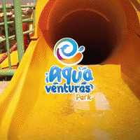 dolphindiscoveryofficial  GIF