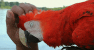 scarlet macaw x GIF by Head Like an Orange