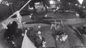 'Grinch' Seen Swiping Christmas Decoration From Family's Yard in Queens, New York