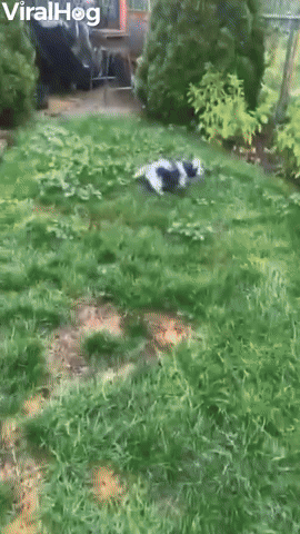 New Puppy Learns About Glass Doors