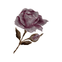 Kerstinsstudio rose romantic boho watercolor Sticker