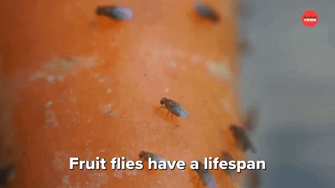 Fruit Flies Election GIF by BuzzFeed