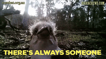 BiaraChews trump donald trump bad hair day GIF