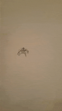 spider life bugs GIF by Dr. Donna Thomas Rodgers