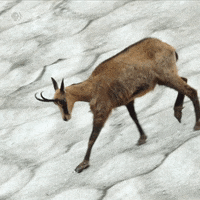 Pbs Nature Animales GIF by Nature on PBS