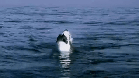 Planet Earth Shark GIF by Johanna Healy