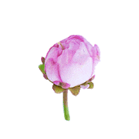 Coloriginz flower flora foliage dfg Sticker
