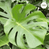 GreenMeUp green crazy shake plant GIF