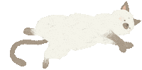 sloth_tw cat sleep ねこ 可愛い Sticker