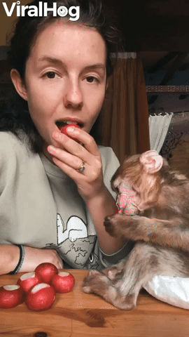 Having a Snack with a Rescued Baby Monkey