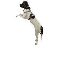 Dog Pisco Sticker by getquin