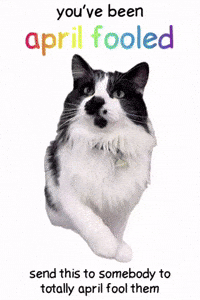 April Fools Cat GIF