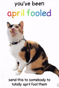 April Fools Cat GIF