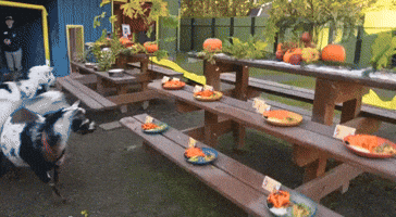 Goats Devour Thanksgiving Feast at Point Defiance Zoo