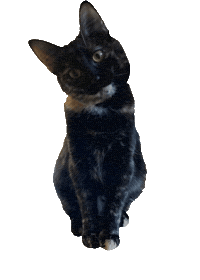 Cat Sticker by Haute Media