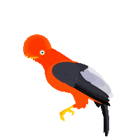Cloud Forest Bird Sticker