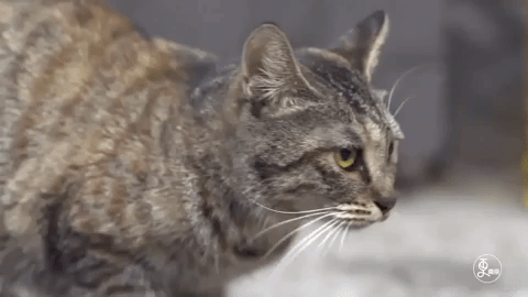 cat what GIF