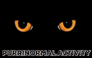 cat halloween GIF by bjorn