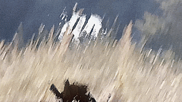 nilnil giphyupload GIF