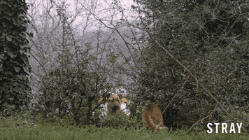 Stray Dog GIF by Magnolia Pictures