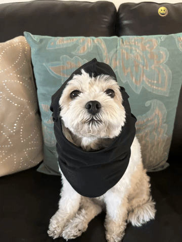 cubey9000 giphyattribution giphycreatortest GIF