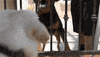 mad dog GIF