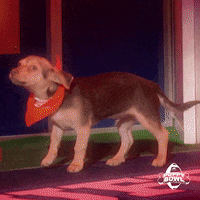 GIF by Puppy Bowl