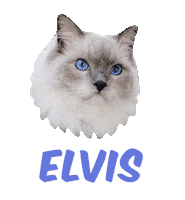 Cat Max Sticker