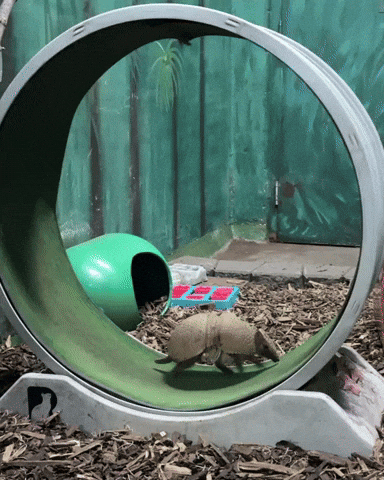 Exercise Running GIF by Valley Zoo Development Society