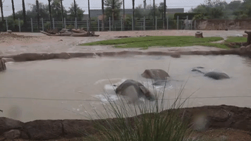 Elephants Play at Arizona Zoo After Days of Heavy Rain