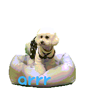 아르르 Sticker by arrr_official