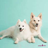 Love Dogs Photography GIF by puppytales