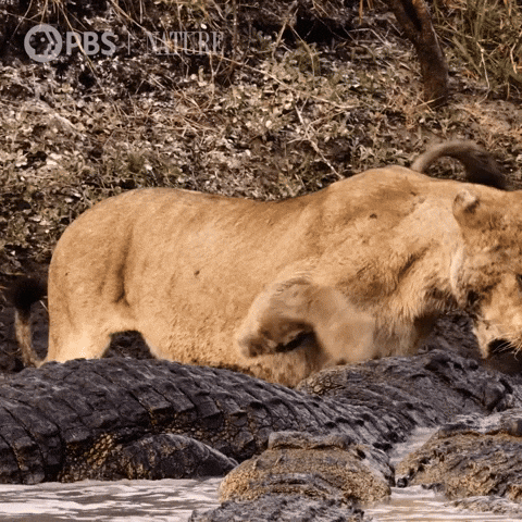 Explore Pbs Nature GIF by Nature on PBS