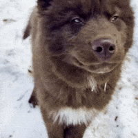 Red Husky GIF