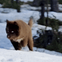 Red Husky GIF